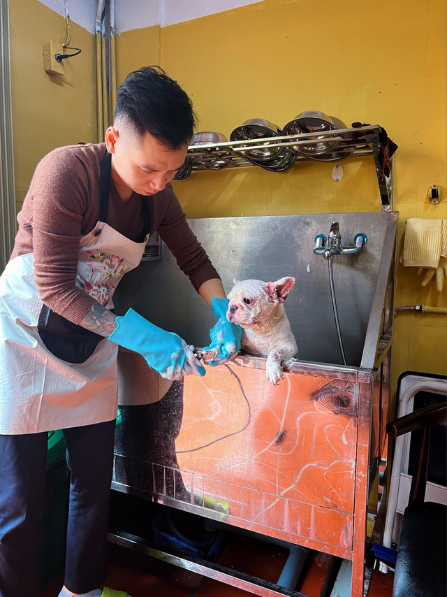 Nuôi chó Bull Pháp, thanh niên 9x Hà Nội sở hữu gia tài tiền tỷ - Hình 2 Nuoi cho Bull Phap, thanh nien 9x Ha Noi so huu gia tai tien ty-Hinh-2