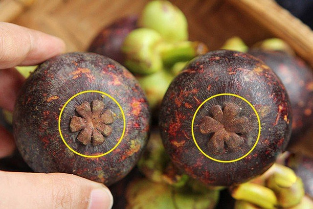Chọn măng cụt ngon, cứ nhìn điểm này, đảm bảo ngọt lịm, không bị hỏng Chon mang cut ngon, cu nhin diem nay, dam bao ngot lim, khong bi hong