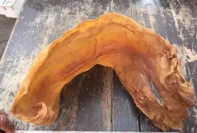 Loài cá có ở Việt Nam cả thế giới săn đón, bụng chứa thứ quý như vàng - Hình 3 Loai ca co o Viet Nam ca the gioi san don, bung chua thu quy nhu vang-Hinh-3