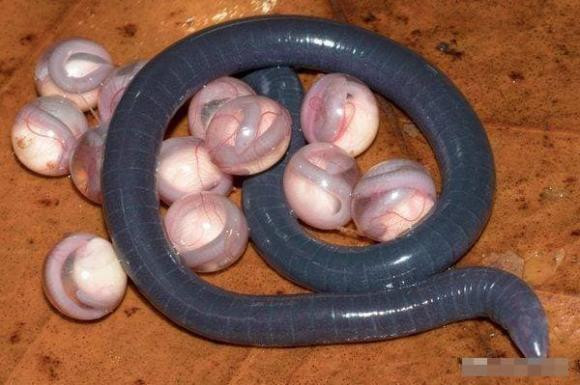Động vật tồn tại 250 triệu năm trên trái đất, khoa học phát hiện sự thật "lạ" - Hình 3 Dong vat ton tai 250 trieu nam tren trai dat, khoa hoc phat hien su that