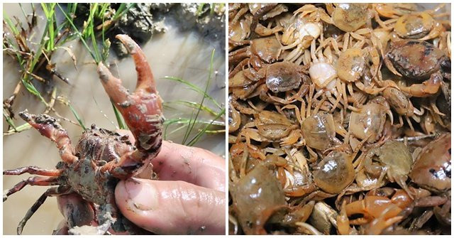 Mẹo chọn cua đồng ngon, nhiều thịt, nhiều gạch đơn giản Meo chon cua dong ngon, nhieu thit, nhieu gach don gian
