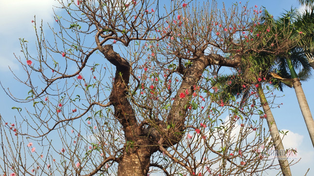 Mãn nhãn cặp đào 'khủng' nhất chợ Tết Mỹ Đình, bắc thang mới nhìn thấy ngọn - Hình 6 Man nhan cap dao 'khung' nhat cho Tet My Dinh, bac thang moi nhin thay ngon-Hinh-6