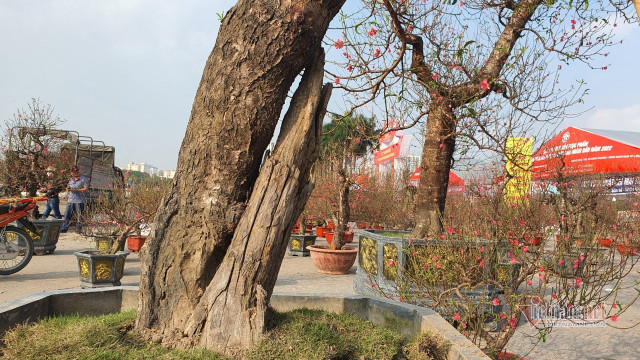 Mãn nhãn cặp đào 'khủng' nhất chợ Tết Mỹ Đình, bắc thang mới nhìn thấy ngọn - Hình 10 Man nhan cap dao 'khung' nhat cho Tet My Dinh, bac thang moi nhin thay ngon-Hinh-10