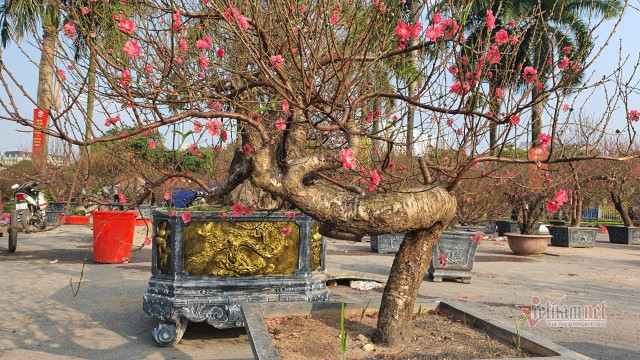 Mãn nhãn cặp đào 'khủng' nhất chợ Tết Mỹ Đình, bắc thang mới nhìn thấy ngọn - Hình 11 Man nhan cap dao 'khung' nhat cho Tet My Dinh, bac thang moi nhin thay ngon-Hinh-11