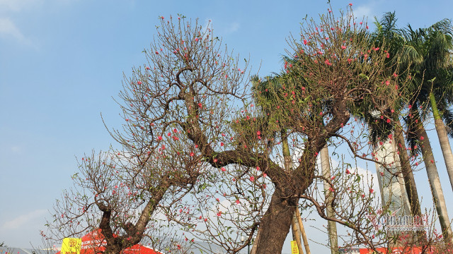 Mãn nhãn cặp đào 'khủng' nhất chợ Tết Mỹ Đình, bắc thang mới nhìn thấy ngọn - Hình 8 Man nhan cap dao 'khung' nhat cho Tet My Dinh, bac thang moi nhin thay ngon-Hinh-8