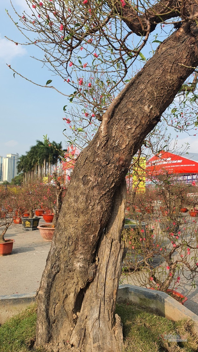 Mãn nhãn cặp đào 'khủng' nhất chợ Tết Mỹ Đình, bắc thang mới nhìn thấy ngọn - Hình 9 Man nhan cap dao 'khung' nhat cho Tet My Dinh, bac thang moi nhin thay ngon-Hinh-9