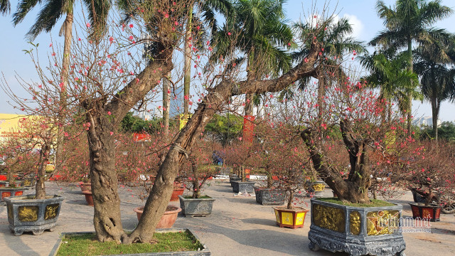 Mãn nhãn cặp đào 'khủng' nhất chợ Tết Mỹ Đình, bắc thang mới nhìn thấy ngọn - Hình 14 Man nhan cap dao 'khung' nhat cho Tet My Dinh, bac thang moi nhin thay ngon-Hinh-14