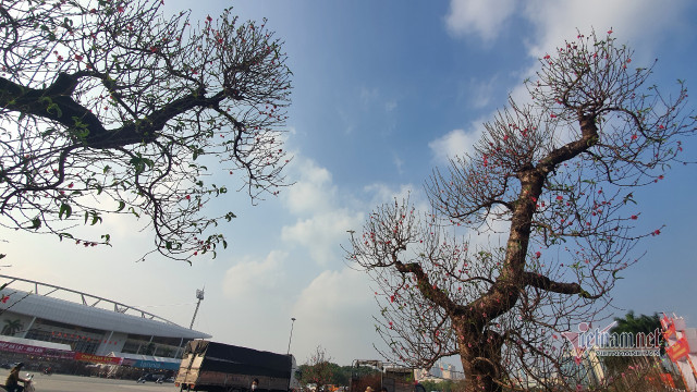 Mãn nhãn cặp đào 'khủng' nhất chợ Tết Mỹ Đình, bắc thang mới nhìn thấy ngọn - Hình 5 Man nhan cap dao 'khung' nhat cho Tet My Dinh, bac thang moi nhin thay ngon-Hinh-5