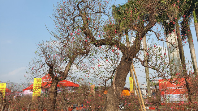 Mãn nhãn cặp đào 'khủng' nhất chợ Tết Mỹ Đình, bắc thang mới nhìn thấy ngọn - Hình 4 Man nhan cap dao 'khung' nhat cho Tet My Dinh, bac thang moi nhin thay ngon-Hinh-4