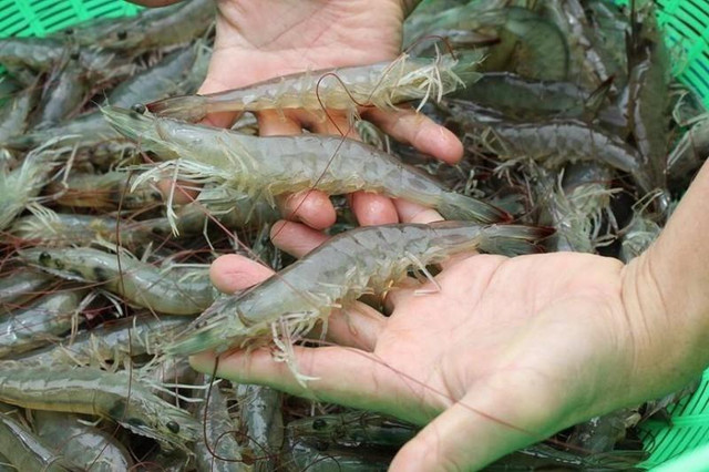 Mẹo bảo quản tôm trong tủ lạnh vừa chắc vừa ngọt - Hình 2 Meo bao quan tom trong tu lanh vua chac vua ngot-Hinh-2