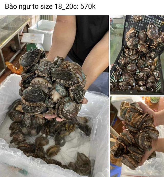 Bất ngờ về nguồn gốc của bào ngư tươi giá siêu rẻ chỉ 25 nghìn đồng/con - Hình 2 Bat ngo ve nguon goc cua bao ngu tuoi gia sieu re chi 25 nghin dong/con-Hinh-2