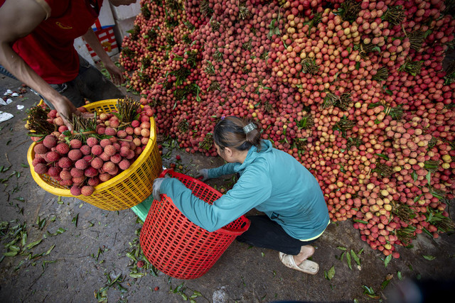 Chùm ảnh xe chở vải thiều ngập tràn mùa vụ tháng 7 - Hình 10 Chum anh xe cho vai thieu ngap tran mua vu thang 7-Hinh-10