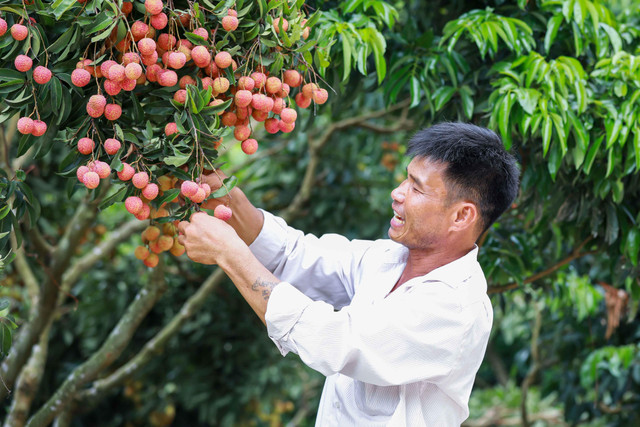 Chùm ảnh xe chở vải thiều ngập tràn mùa vụ tháng 7 - Hình 3 Chum anh xe cho vai thieu ngap tran mua vu thang 7-Hinh-3