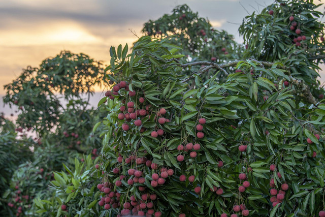 Chùm ảnh xe chở vải thiều ngập tràn mùa vụ tháng 7 Chum anh xe cho vai thieu ngap tran mua vu thang 7