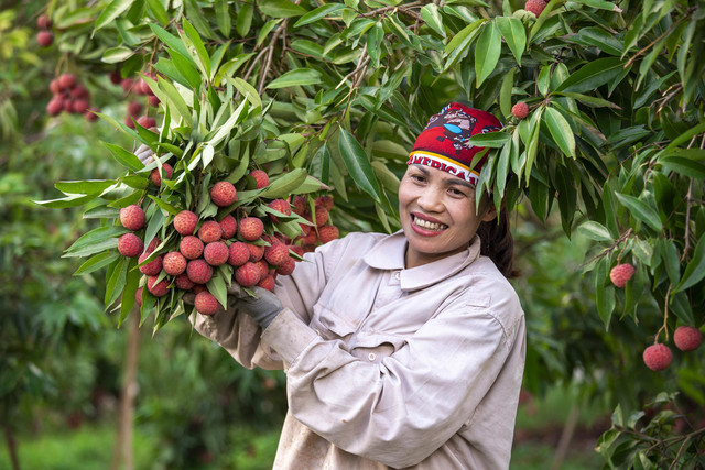 Chùm ảnh xe chở vải thiều ngập tràn mùa vụ tháng 7 - Hình 2 Chum anh xe cho vai thieu ngap tran mua vu thang 7-Hinh-2