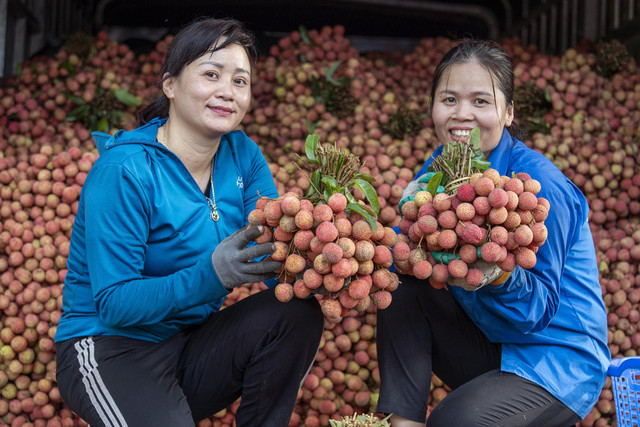 Chùm ảnh xe chở vải thiều ngập tràn mùa vụ tháng 7 - Hình 11 Chum anh xe cho vai thieu ngap tran mua vu thang 7-Hinh-11