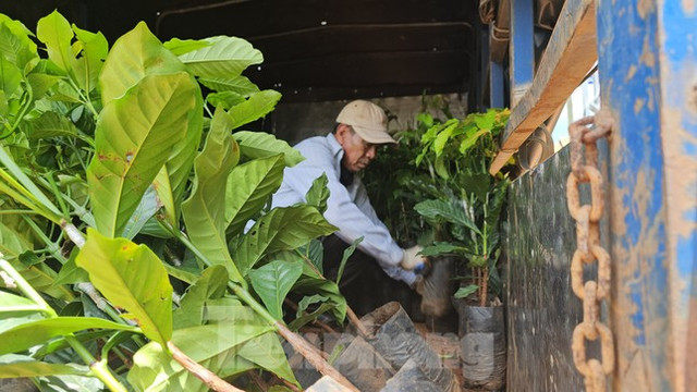 Giá cà phê tăng vọt, cây giống "cháy hàng" ở Đắk Lắk - Hình 4 Gia ca phe tang vot, cay giong