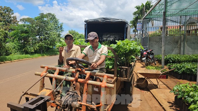 Giá cà phê tăng vọt, cây giống "cháy hàng" ở Đắk Lắk Gia ca phe tang vot, cay giong