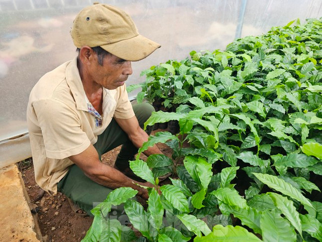 Giá cà phê tăng vọt, cây giống "cháy hàng" ở Đắk Lắk - Hình 2 Gia ca phe tang vot, cay giong