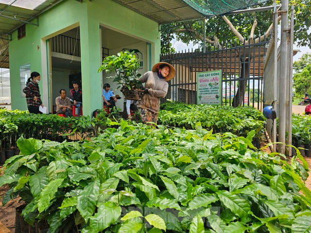 Giá cà phê tăng vọt, cây giống "cháy hàng" ở Đắk Lắk - Hình 3 Gia ca phe tang vot, cay giong