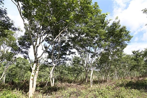 Ngôi làng ở VN trồng loại gỗ đắt nhất thế giới, trị giá hơn trăm tỷ - Hình 3 Ngoi lang o VN trong loai go dat nhat the gioi, tri gia hon tram ty-Hinh-3