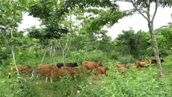 Ngôi làng ở VN trồng loại gỗ đắt nhất thế giới, trị giá hơn trăm tỷ - Hình 4 Ngoi lang o VN trong loai go dat nhat the gioi, tri gia hon tram ty-Hinh-4