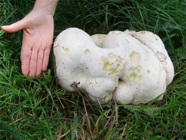 Lão nông phát hiện vật thể giống tảng đá, giá gần 1 tỷ đồng/kg Lao nong phat hien vat the giong tang da, gia gan 1 ty dong/kg