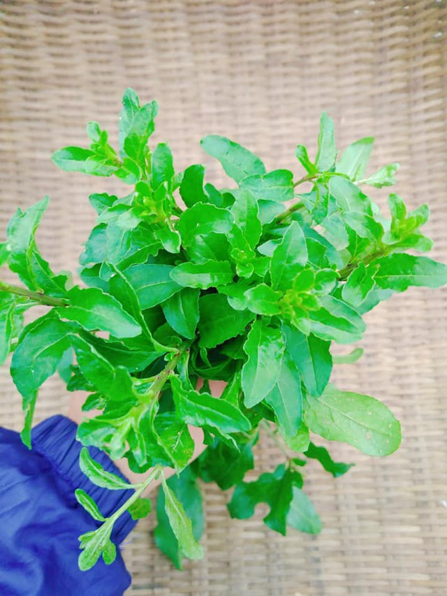 Loại lá ví như thuốc bổ bảo vệ gan, cải thiện thị lực Loai la vi nhu thuoc bo bao ve gan, cai thien thi luc