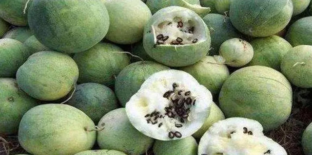 Sa mạc có loại dưa hấu không ai dám ăn, nguy hiểm chết người Sa mac co loai dua hau khong ai dam an, nguy hiem chet nguoi