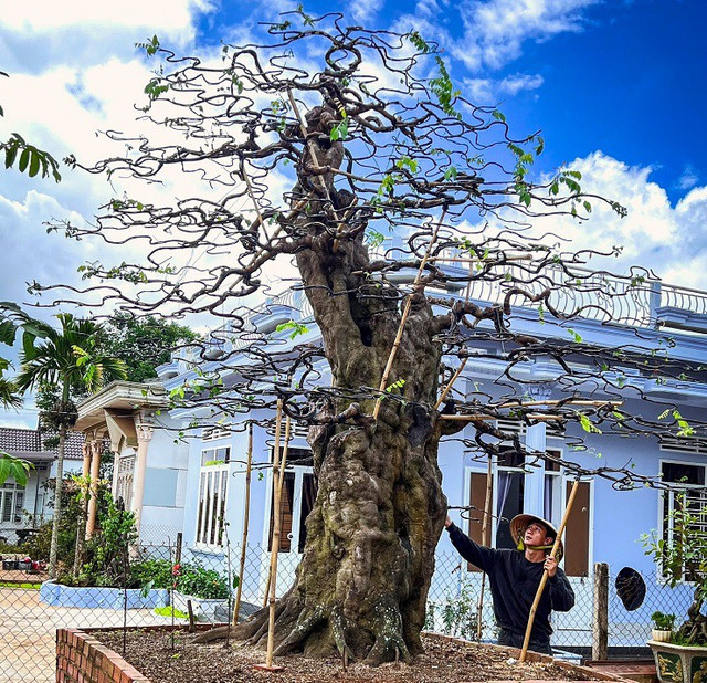 Khởi nghiệp từ cây bonsai cổ thụ, 9x Đắk Lắk doanh thu hàng tỷ/năm - Hình 3 Khoi nghiep tu cay bonsai co thu, 9x Dak Lak doanh thu hang ty/nam-Hinh-3