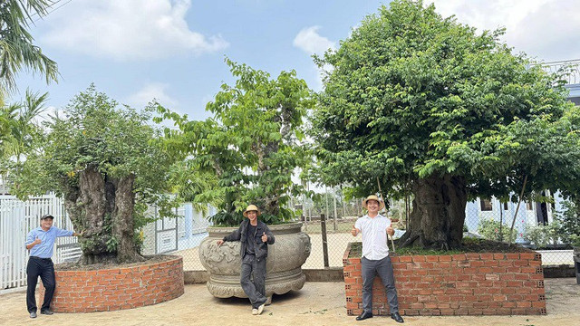 Khởi nghiệp từ cây bonsai cổ thụ, 9x Đắk Lắk doanh thu hàng tỷ/năm - Hình 5 Khoi nghiep tu cay bonsai co thu, 9x Dak Lak doanh thu hang ty/nam-Hinh-5