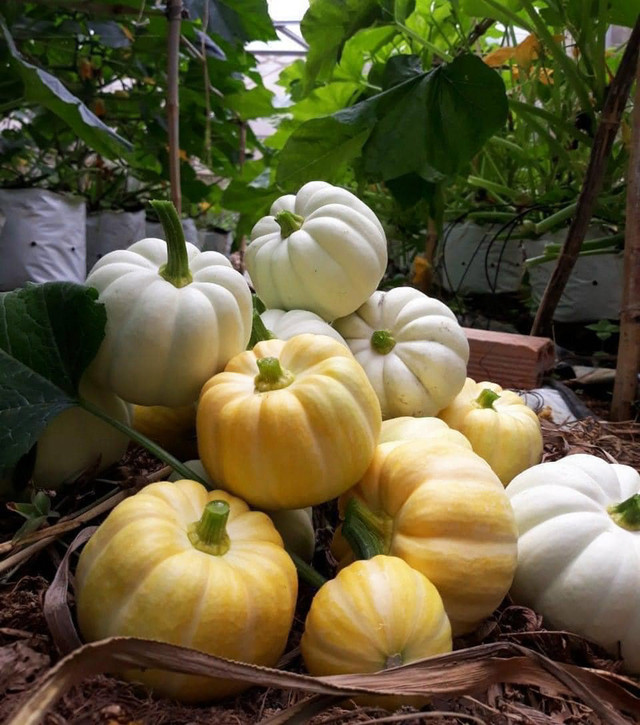 Bí ngô Halloween: Quả khổng lồ giá 7,5 triệu - Hình 3 Bi ngo Halloween: Qua khong lo gia 7,5 trieu-Hinh-3