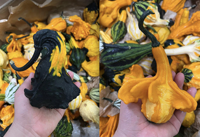 Bí ngô Halloween: Quả khổng lồ giá 7,5 triệu - Hình 2 Bi ngo Halloween: Qua khong lo gia 7,5 trieu-Hinh-2