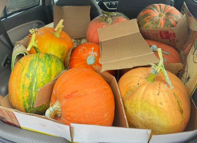 Bí ngô Halloween: Quả khổng lồ giá 7,5 triệu Bi ngo Halloween: Qua khong lo gia 7,5 trieu