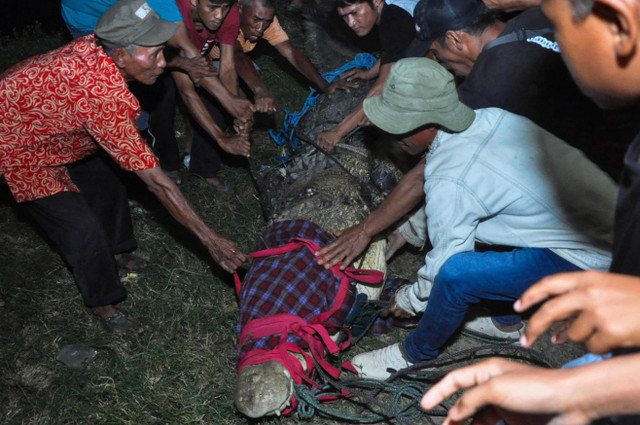 Con cá sấu Indonesia được giải thoát sau 5 năm bị lốp xe thít cổ Con ca sau Indonesia duoc giai thoat sau 5 nam bi lop xe thit co