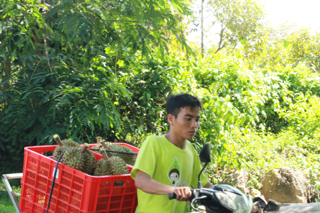 Dân vùng trồng “cây tiền tỷ” vui vì trúng giá sầu riêng tăng vọt - Hình 2 Dan vung trong “cay tien ty” vui vi trung gia sau rieng tang vot-Hinh-2