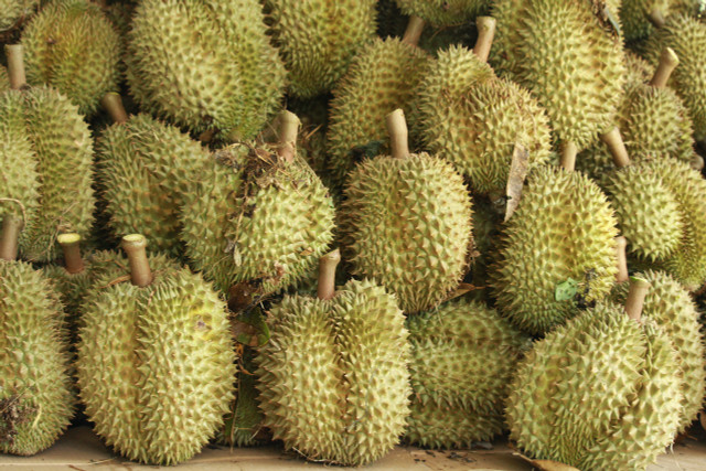 Dân vùng trồng “cây tiền tỷ” vui vì trúng giá sầu riêng tăng vọt - Hình 3 Dan vung trong “cay tien ty” vui vi trung gia sau rieng tang vot-Hinh-3
