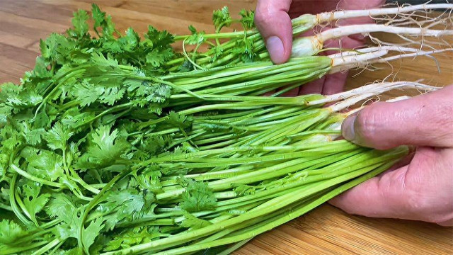 Loại rau “nhỏ mà có võ”, kháng sinh tự nhiên, giúp giải độc Loai rau “nho ma co vo”, khang sinh tu nhien, giup giai doc