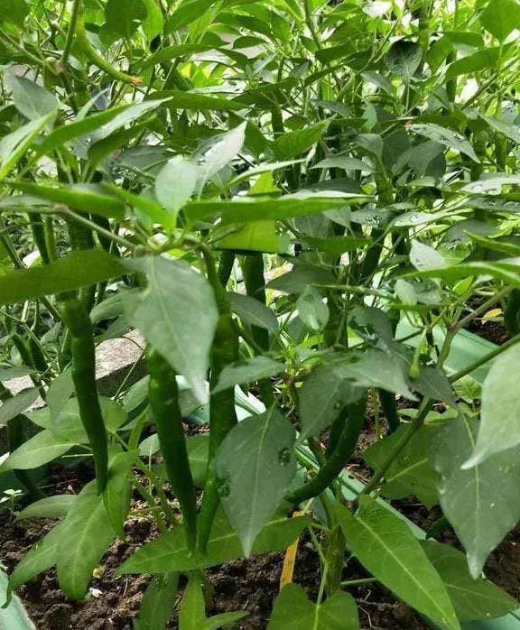 Trồng ớt tại nhà, đừng chỉ đổ nước, làm mẹo này ớt sai ngập cành - Hình 2 Trong ot tai nha, dung chi do nuoc, lam meo nay ot sai ngap canh-Hinh-2
