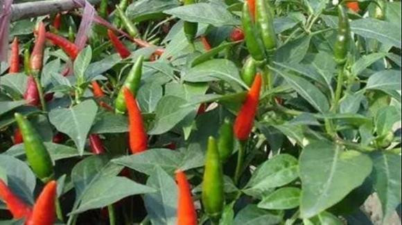 Trồng ớt tại nhà, đừng chỉ đổ nước, làm mẹo này ớt sai ngập cành Trong ot tai nha, dung chi do nuoc, lam meo nay ot sai ngap canh