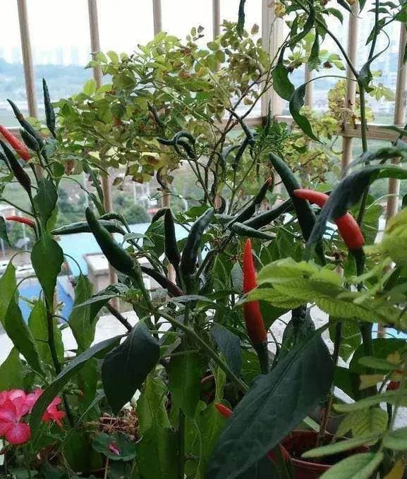 Trồng ớt tại nhà, đừng chỉ đổ nước, làm mẹo này ớt sai ngập cành - Hình 4 Trong ot tai nha, dung chi do nuoc, lam meo nay ot sai ngap canh-Hinh-4