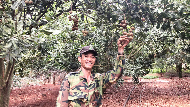 Loại cây ở Lâm Đồng ra thứ hạt ăn là mê, dân giàu hẳn lên Loai cay o Lam Dong ra thu hat an la me, dan giau han len