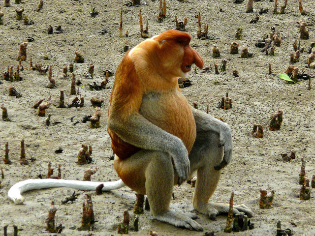 Nguyên nhân khiến loài khỉ lai bí ẩn xuất hiện ở đảo Borneo - Hình 2 Nguyen nhan khien loai khi lai bi an xuat hien o dao Borneo-Hinh-2