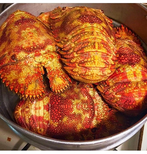 Loại tôm lạ có giá hơn 2 triệu đồng/kg, nhà giàu mỏi mắt lùng mua - Hình 5 Loai tom la co gia hon 2 trieu dong/kg, nha giau moi mat lung mua-Hinh-5