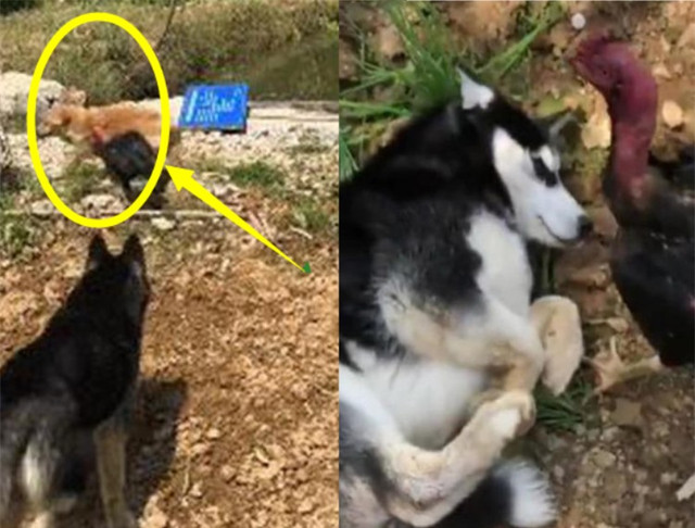 Gửi chó cưng ngỗ ngược về quê, chàng trai tá hỏa - Hình 3 Gui cho cung ngo nguoc ve que, chang trai ta hoa-Hinh-3