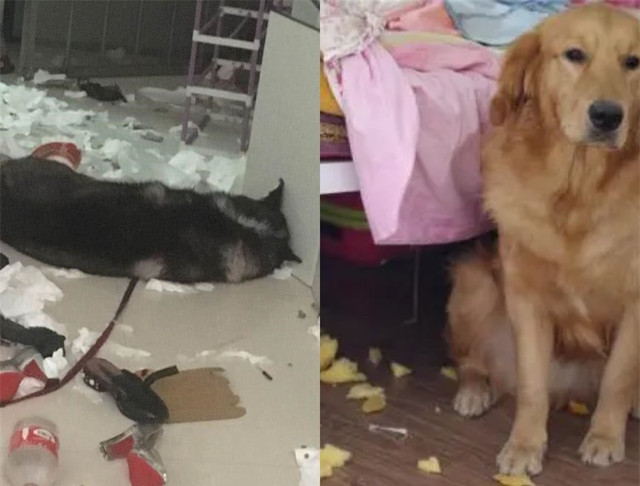 Gửi chó cưng ngỗ ngược về quê, chàng trai tá hỏa Gui cho cung ngo nguoc ve que, chang trai ta hoa