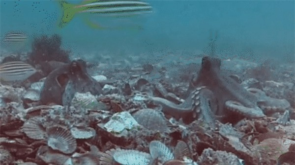 Thói quen kỳ lạ của sinh vật thông minh nhất đại dương - Hình 2 Thoi quen ky la cua sinh vat thong minh nhat dai duong-Hinh-2