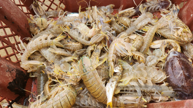 Loài cá khoai ngon ở Thanh Hóa, giá bán gần 500.000 đồng/kg - Hình 6 Loai ca khoai ngon o Thanh Hoa, gia ban gan 500.000 dong/kg-Hinh-6