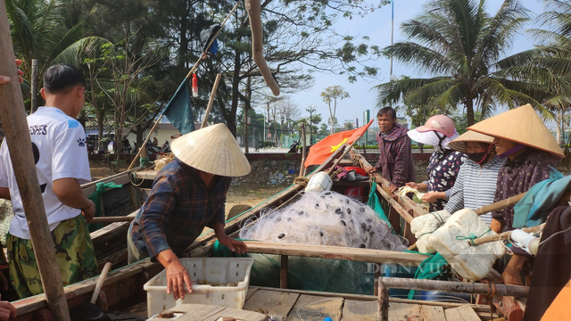 Loài cá khoai ngon ở Thanh Hóa, giá bán gần 500.000 đồng/kg - Hình 7 Loai ca khoai ngon o Thanh Hoa, gia ban gan 500.000 dong/kg-Hinh-7