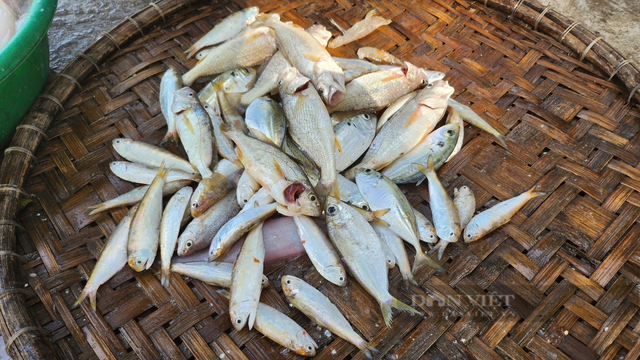 Loài cá khoai ngon ở Thanh Hóa, giá bán gần 500.000 đồng/kg - Hình 4 Loai ca khoai ngon o Thanh Hoa, gia ban gan 500.000 dong/kg-Hinh-4